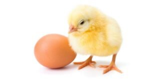 Read more about the article How Can NECC Egg Rate Today Site Help for All India Egg Rate?