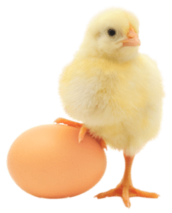 necc-egg-rate-today