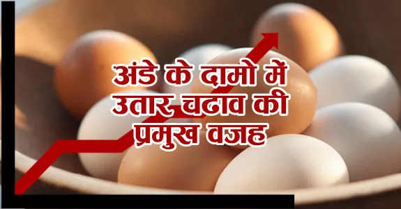 Read more about the article करोबारिओ को अंडे के दामों (Egg Rates) में उतार-चढ़ाव की मुख्य वजह जान लेनी चाहिए