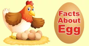 interesting-facts-about-egg