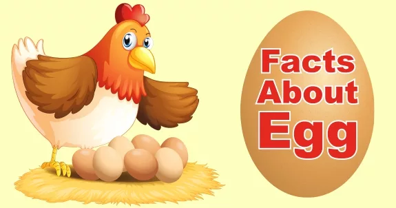 Read more about the article क्या अंडे से जुड़ी ये रसप्रद हकीकत आपको पता थी? Interesting Facts About Egg in Hindi